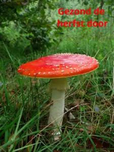 Gezond de herfst door